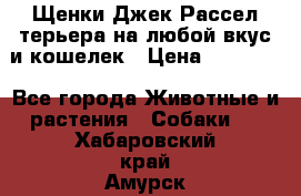 Щенки Джек Рассел терьера на любой вкус и кошелек › Цена ­ 13 000 - Все города Животные и растения » Собаки   . Хабаровский край,Амурск г.